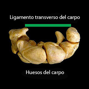 Esquema simplificado por el túnel carpiano