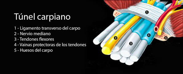 Esquema por el túnel carpiano